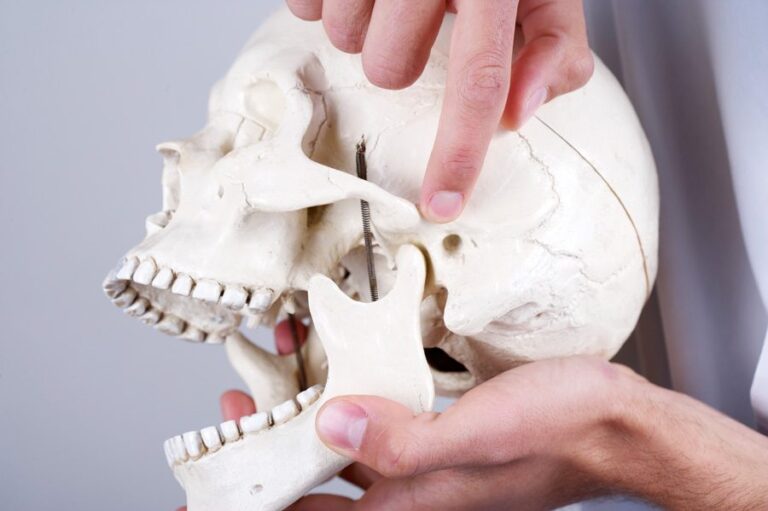 Jaw bone