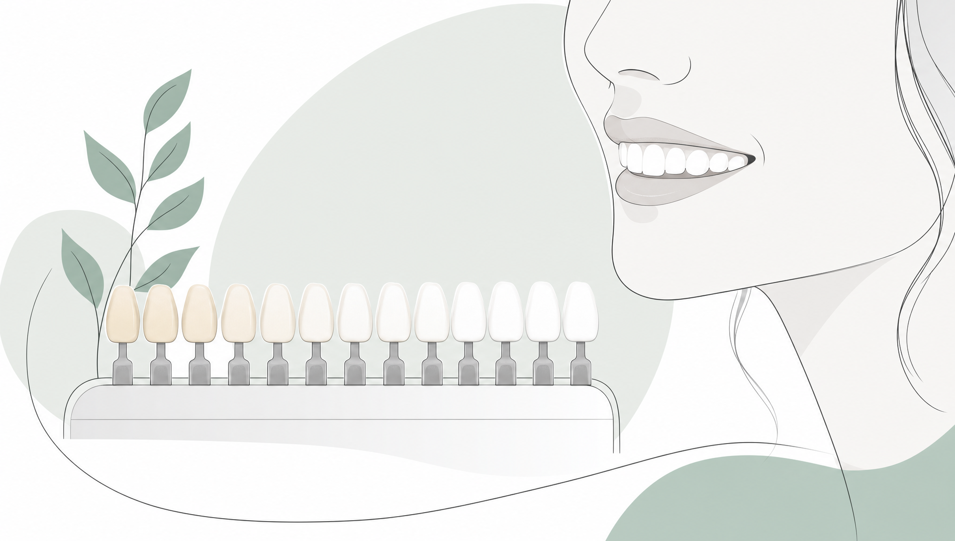 A refined editorial vector illustration of a simplified dental arch beside a small porcelain shade guide, with generous white space and a calm clinical composition.